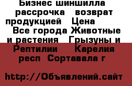 Бизнес шиншилла, рассрочка - возврат продукцией › Цена ­ 4 500 - Все города Животные и растения » Грызуны и Рептилии   . Карелия респ.,Сортавала г.